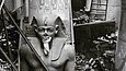 Fotografie von Kriegsschäden in einem Berliner Museum mit einer großen Statue im Zentrum