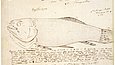 Sketch of a piranha