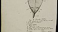 Sketch of an electric eel in transverse section