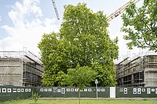 Großer Baum inmitten der Baustelle berlin modern