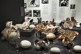 Blick in die Ausstellung „Die Heinroths, ihre 1000 Vögel und die Anfänge der Verhaltensforschung“ im Stabi Kulturwerk