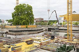 Platane in voller Pracht 