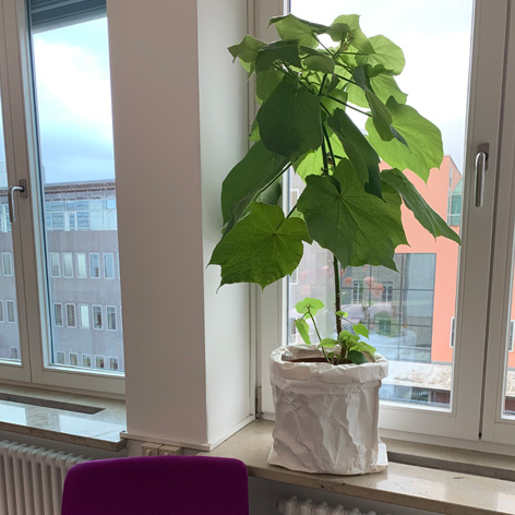 Zimmerlinde Topfplanze auf einem Fensterbrett