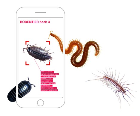 Digitale Partizipation Grafik, auf der ein Handybildschirm und Insekten zu sehen sind