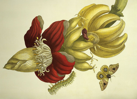 Maria Sibylla Merian, Banane – Blüte und Fruchtstand Engraving
