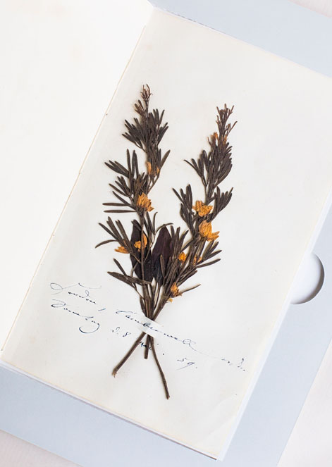 Nachlass Clara Schumann, Seite aus dem Blumentagebuch der Clara Schumann, Staatsbibliothek zu Berlin (Unter den Linden) © SPK / Anna Szkoda Nachlass Clara Schumann, Seite aus dem Blumentagebuch der Clara Schumann, Staatsbibliothek zu Berlin (Unter den Linden)