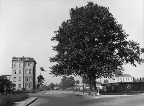 Eine große Platane in der Margaretenstraße (heute Scharounstraße) hat den Bombenhagel unbeschadet überstanden Historische Aufnahme einer Ruine mit einer großen Platane daneben