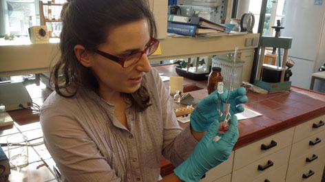 Junge Frau im Labor bei einer chemischen Untersuchung (öffnet Vergrößerung des Bildes)