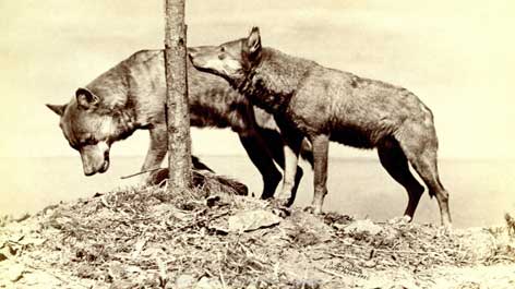 Momentaufnahme von zwei Wölfen (1886 ); seit dem Zweiten Weltkrieg verschollen, 2017 in die Kunstbibliothek zurückgekehrt