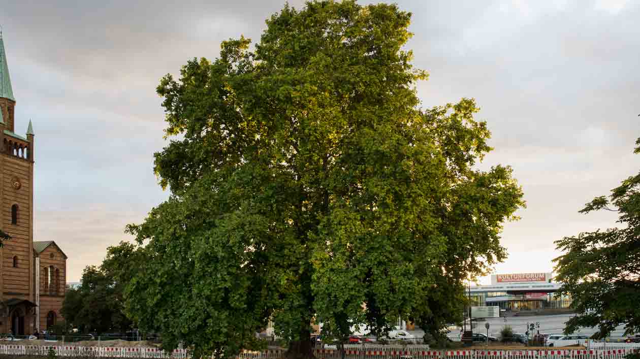 Old plane tree at the Kulturforum between St. Matthew's Church and Piazzetta