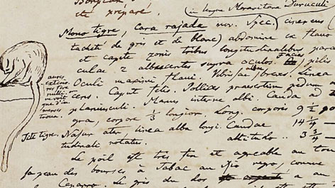 Auszug aus einem Reisetagebuch Alexander von Humboldts Auszug aus einem Reisetagebuch Alexander von Humboldts