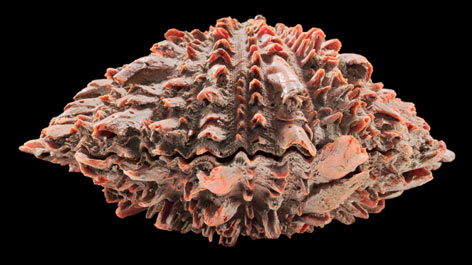 Spondylusmuschel aus der Sammlung des Ethnologischen Museums Spondylusmuschel aus der Sammlung des Ethnologischen Museums